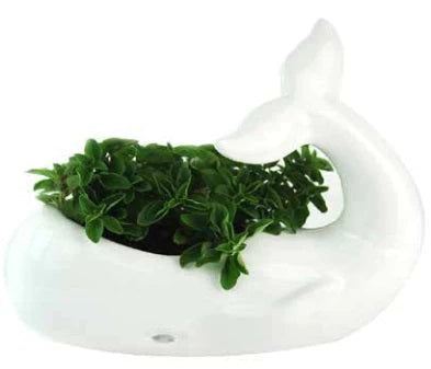 GLAZED CERAMIC WHALE PLANTER